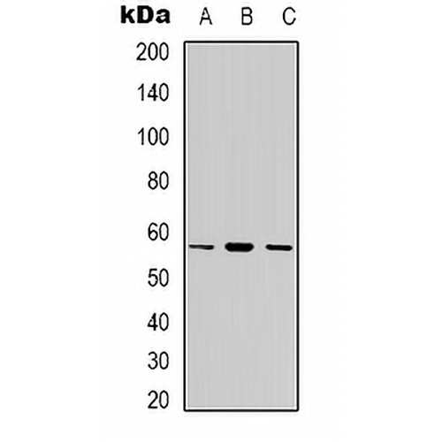 Cytochrome P450 7B1 Rabbit Polyclonal Antibody