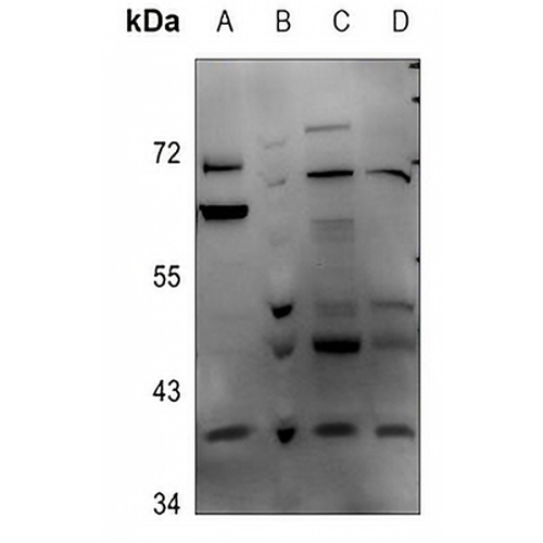 DNAJB4 Rabbit Polyclonal Antibody