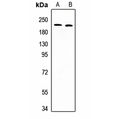 DIDO1 Rabbit Polyclonal Antibody