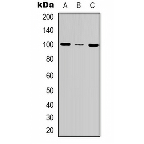 MSH2 Rabbit Polyclonal Antibody