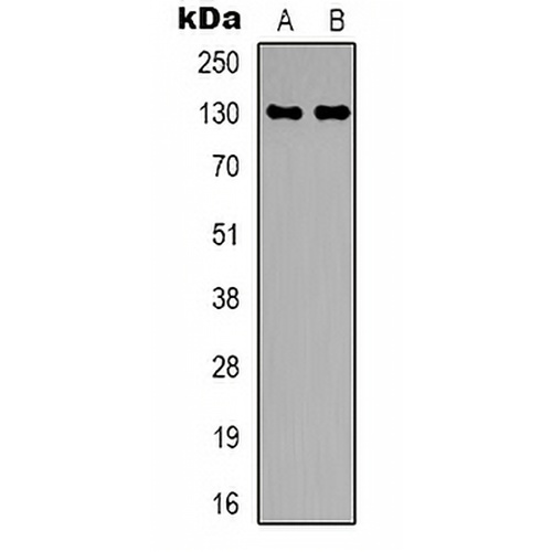 CEP131 Rabbit Polyclonal Antibody