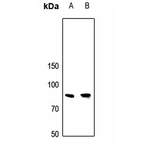 APBB2 Rabbit Polyclonal Antibody