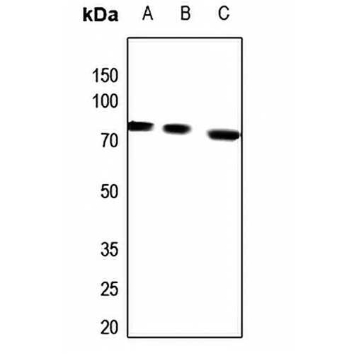 Arylsulfatase G Rabbit Polyclonal Antibody