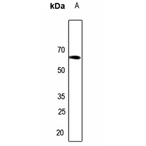 Arylsulfatase I Rabbit Polyclonal Antibody