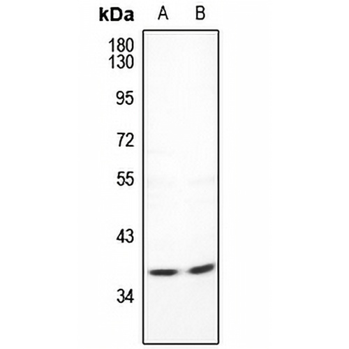 CDC42EP4 Rabbit Polyclonal Antibody