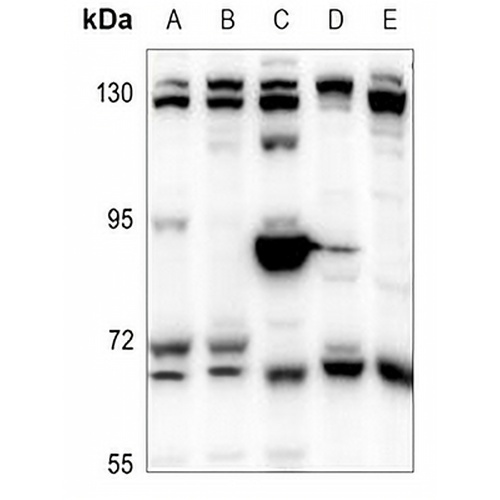 Copine 8 Rabbit Polyclonal Antibody
