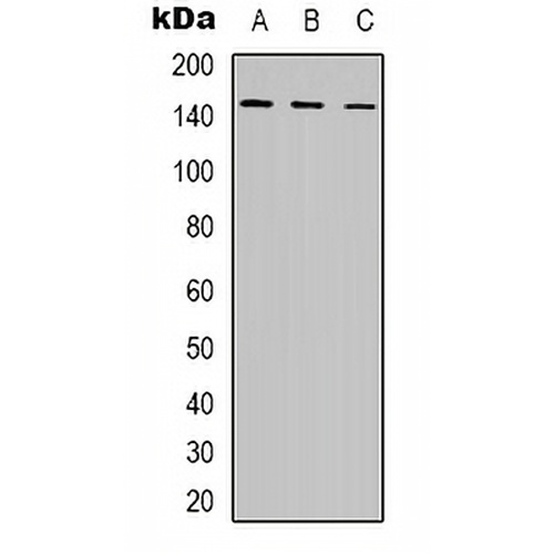 POLR3A Rabbit Polyclonal Antibody