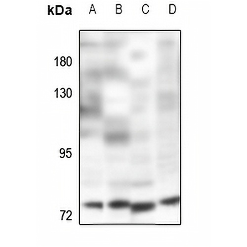 POLR3E Rabbit Polyclonal Antibody