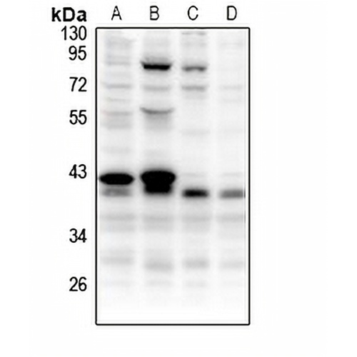 CCNB1IP1 Rabbit Polyclonal Antibody