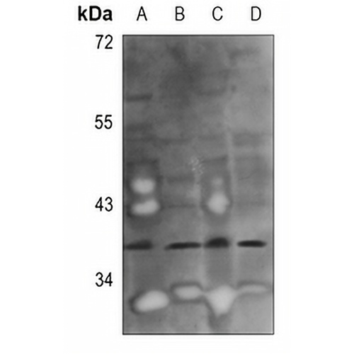 GGH Rabbit Polyclonal Antibody