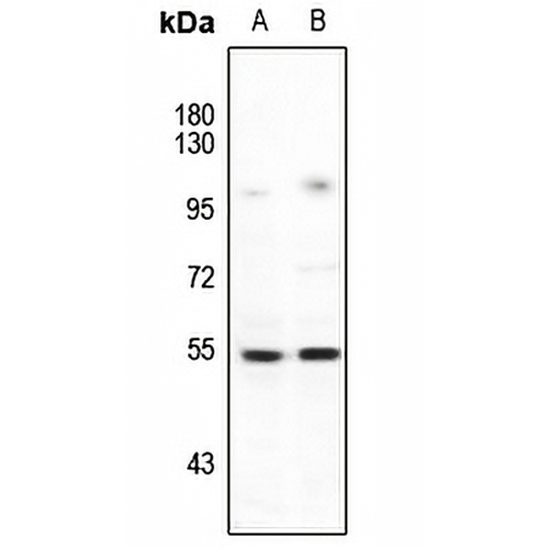 LIPI Rabbit Polyclonal Antibody