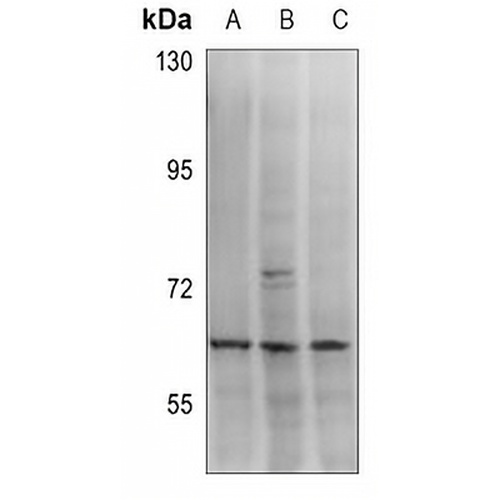 MCT12 Rabbit Polyclonal Antibody