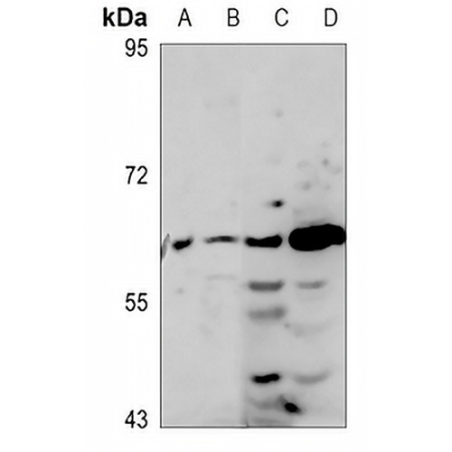 MINPP1 Rabbit Polyclonal Antibody