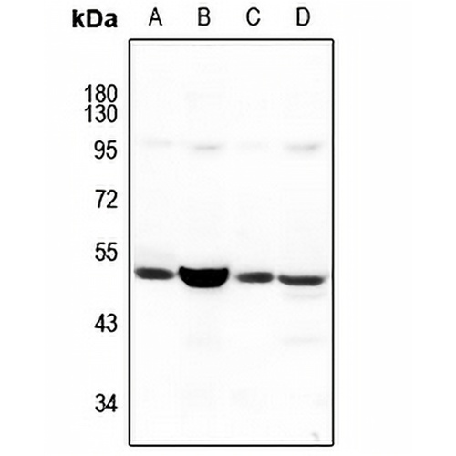NBPF5 Rabbit Polyclonal Antibody