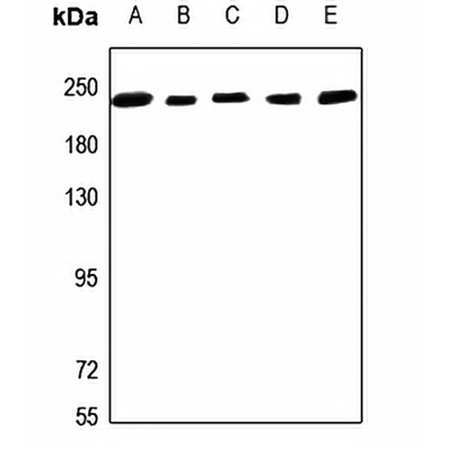 NUMA Rabbit Polyclonal Antibody