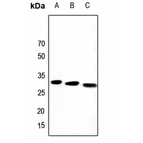 PEX19 Rabbit Polyclonal Antibody