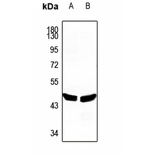PLA1A Rabbit Polyclonal Antibody