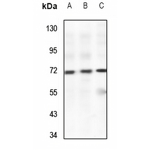 PWWP2B Rabbit Polyclonal Antibody