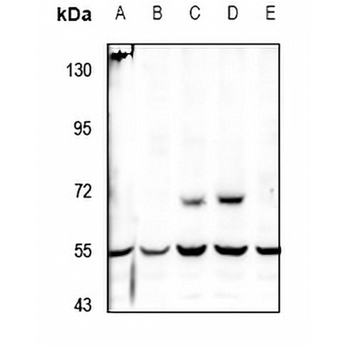 PKE Rabbit Polyclonal Antibody