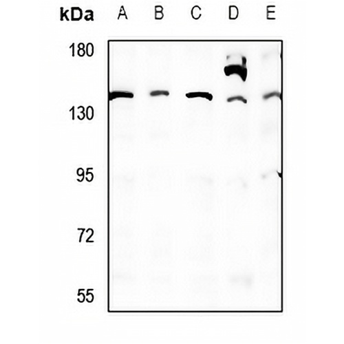 QSK Rabbit Polyclonal Antibody