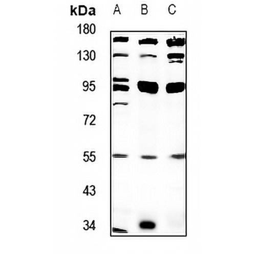 PPP4R2 Rabbit Polyclonal Antibody