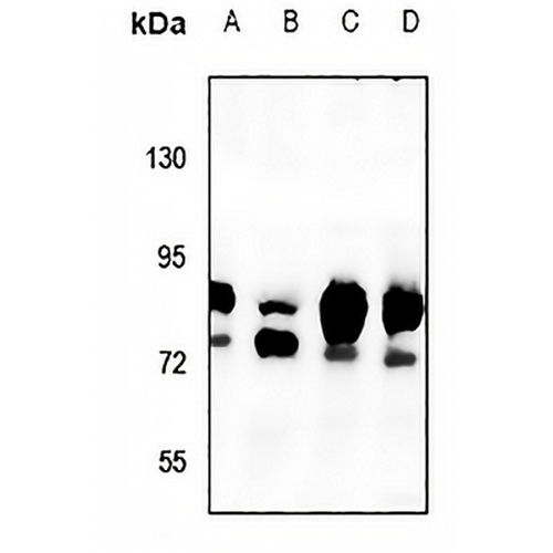 NHE8 Rabbit Polyclonal Antibody