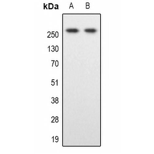 SPTBN1 Rabbit Polyclonal Antibody
