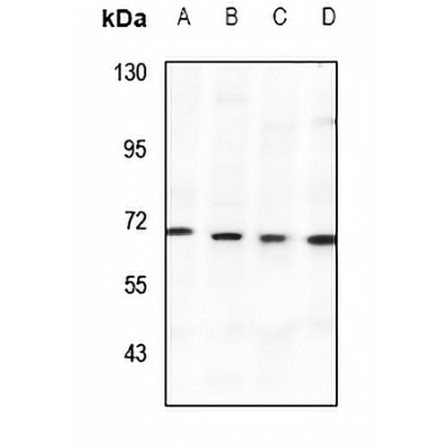 SPAK Rabbit Polyclonal Antibody