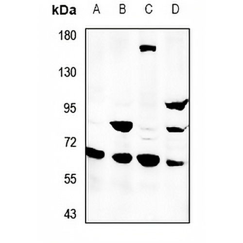 SVOP Rabbit Polyclonal Antibody