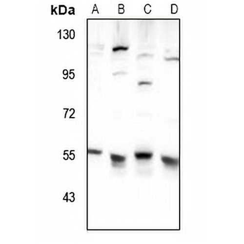 TIGD3 Rabbit Polyclonal Antibody