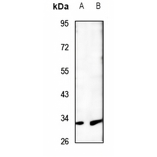 MTIF3 Rabbit Polyclonal Antibody