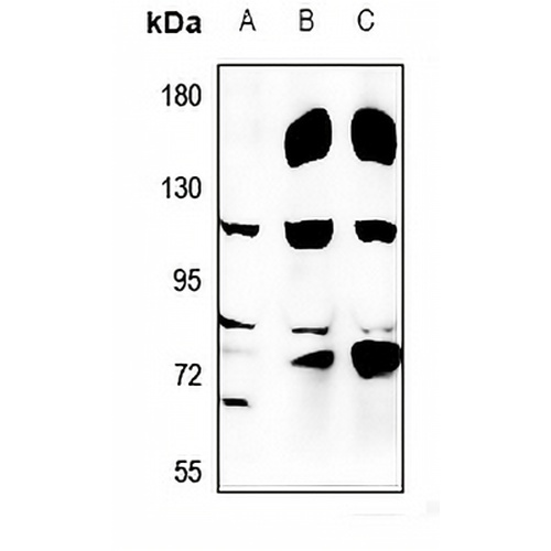 USP36 Rabbit Polyclonal Antibody