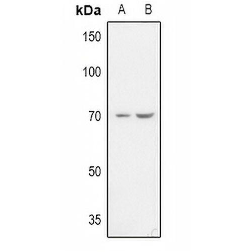 ZP1 Rabbit Polyclonal Antibody