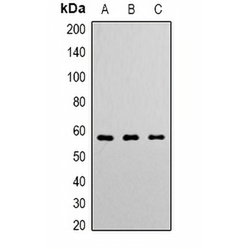 Angiopoietin-1 Rabbit Polyclonal Antibody