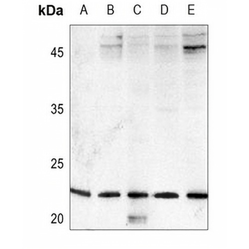 FGF9 Rabbit Polyclonal Antibody