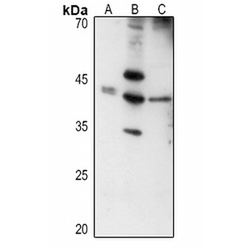 Layilin Rabbit Polyclonal Antibody