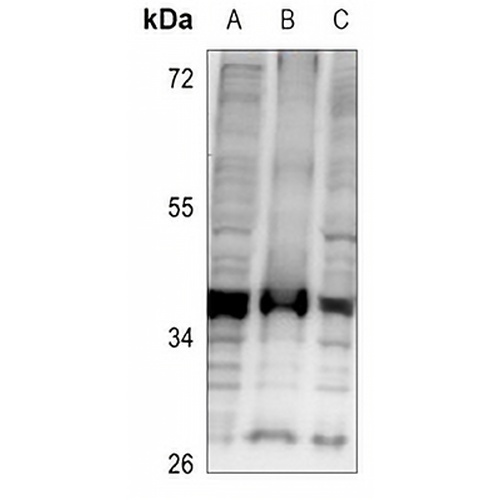CD74 Rabbit Polyclonal Antibody