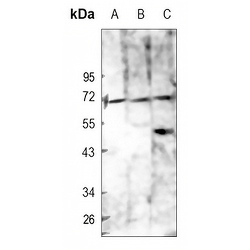 CD84 Rabbit Polyclonal Antibody