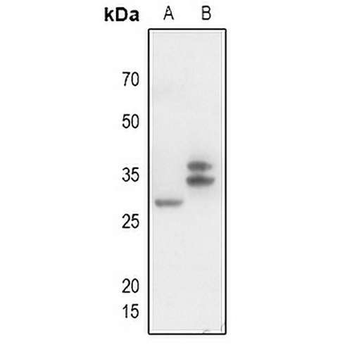 CD300f Rabbit Polyclonal Antibody