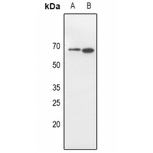CD316 Rabbit Polyclonal Antibody