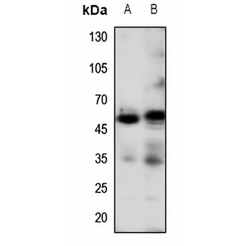 Beta-2 Adrenergic Receptor Rabbit Polyclonal Antibody