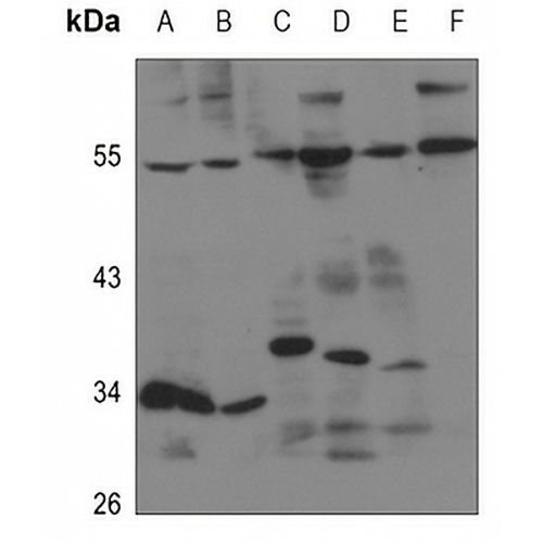 EDG5 Rabbit Polyclonal Antibody