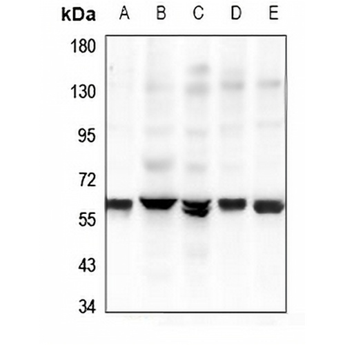 GPR37L1 Rabbit Polyclonal Antibody
