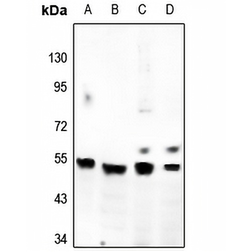 GPR180 Rabbit Polyclonal Antibody