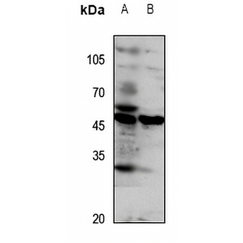 GPR172A Rabbit Polyclonal Antibody