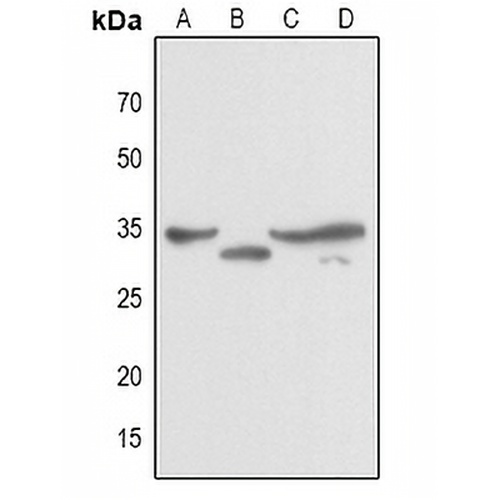 JUNB Rabbit Polyclonal Antibody