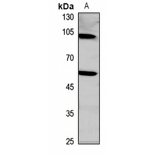 EGF Rabbit Polyclonal Antibody