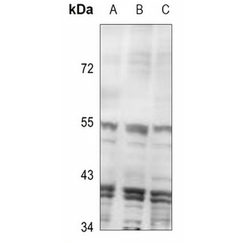 Inhibin beta C Rabbit Polyclonal Antibody