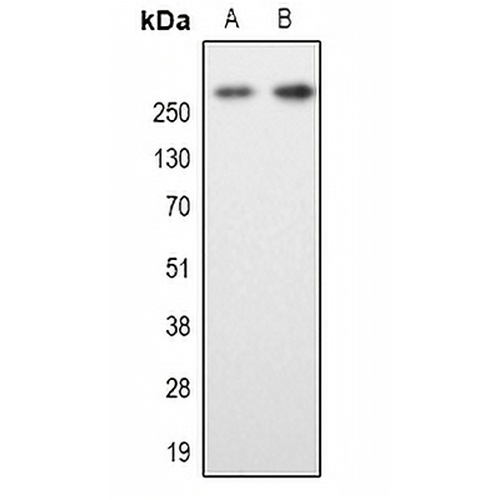 MAP2 Rabbit Polyclonal Antibody