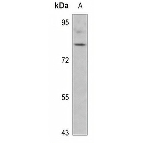Synapsin 1 (Phospho-S553) Rabbit Polyclonal Antibody